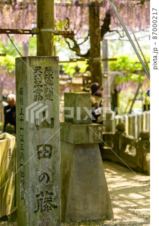 石碑「春の季節風景」歴史ある山田日吉神社風景　日本　熊本県玉名市Wisteria flowers 87000217