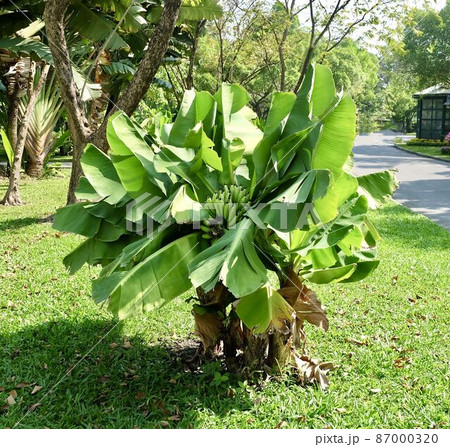 Tiny Banana Tree with Banana Fruits and Leaves 87000320