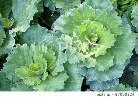 Fresh Collard Green Cabbages in Vegetable Garden Fresh Collard Green Cabbages in Vegetable Garden 87000324