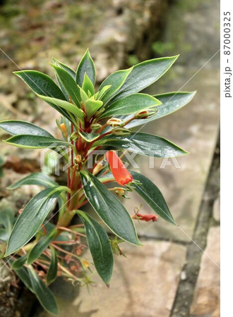Fresh Seemannia with Orange Blossom and Green Leaves 87000325