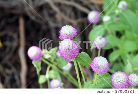 Purple Globe Amaranth Flowers in A Green Garden 87000331