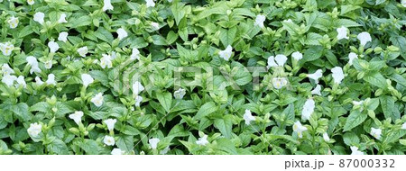 Beautiful Fresh White Torenia or Wishbone Flowers Beautiful Fresh White Torenia or Wishbone Flowers 87000332