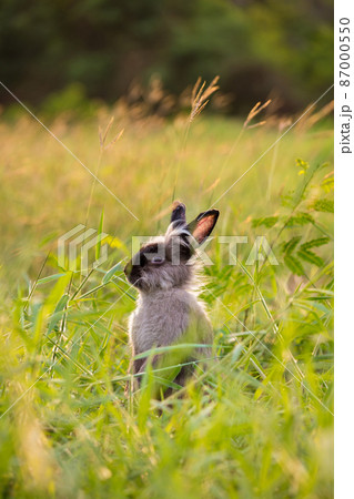 Happy Easter Bunny with grass at nature. Cute hare. Happy Easter Bunny with grass at nature. Cute hare. 87000550