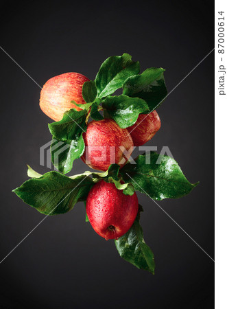 Fresh apples with drops of water on a black background. Fresh apples with drops of water on a black background. 87000614
