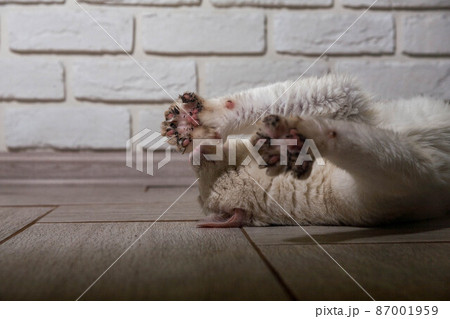 portrait of a grey cat with stripes laying on a ground, close-up, selective focus. High quality portrait of a grey cat with stripes laying on a ground, close-up, selective focus. High quality 87001959