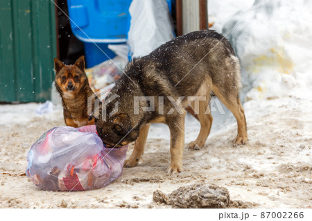 two stray dogs take away garbage bags at winter day under snowfall 87002266
