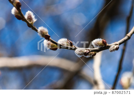 Pussy willow branch in blue sky - Great sallow tree blooming in spring forest Pussy willow branch in blue sky - Great sallow tree blooming in spring forest 87002571