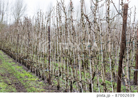 Landscape view of bare apple trees before blossems at an agriculture field around Hakendover 87002639