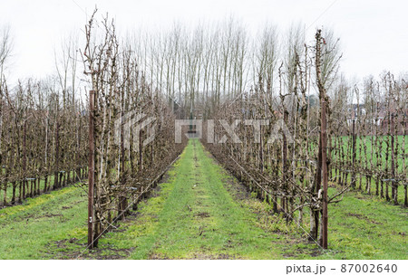 Landscape view of bare apple trees before blossems at an agriculture field around Hakendover 87002640