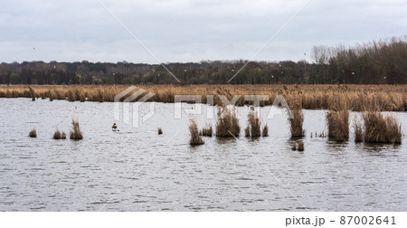 Nature landscape view over the water of the Het Vinne Flemish nature reserve in Zoutleeuw 87002641