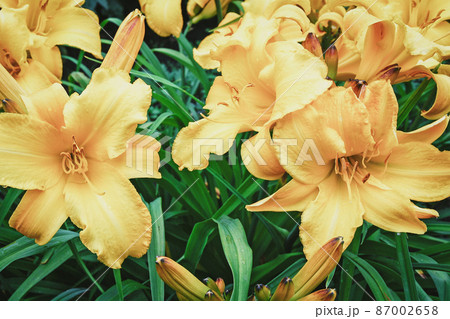 Lemon day-lily (Hemerocallis lilioasphodelus) lush yellow flowering plant Lemon day-lily (Hemerocallis lilioasphodelus) lush yellow flowering plant 87002658