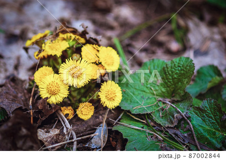 Coltsfoot or Foalfoot yellow flowers blooming in spring forest 87002844