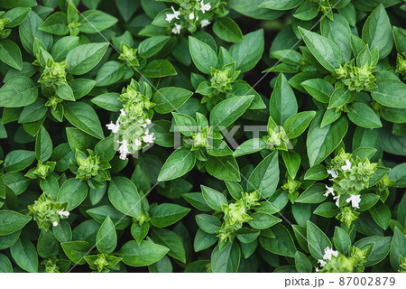Greek Basil plants flowering in the garden, green basil leaves texture, view from above 87002879