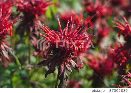 Monarda didyma red flowers in the summer garden closeup 87002886