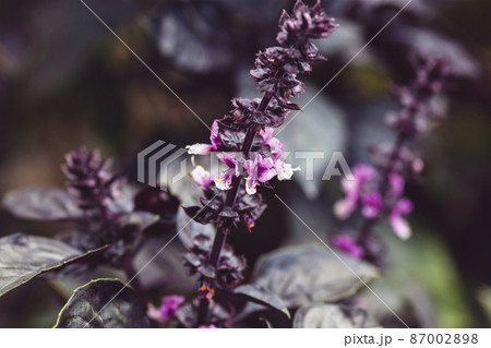 Dark Opal Basil plant blooming in the garden bed, purple basil flowers closeup 87002898