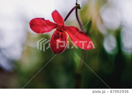 Red Venus slipper orchid flower on blurred background Red Venus slipper orchid flower on blurred background 87002936