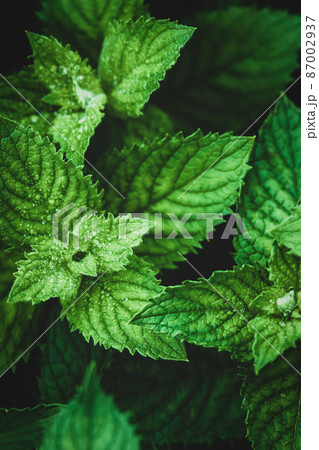 Garden mint leaves in dewdrops closeup, vertical frame, high angle view Garden mint leaves in dewdrops closeup, vertical frame, high angle view 87002937