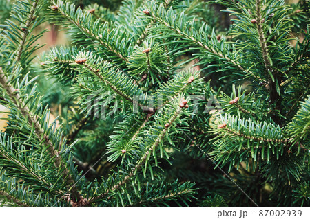 Caucasian fir tree branches closeup - Abies nordmanniana cultivated in the garden Caucasian fir tree branches closeup - Abies nordmanniana cultivated in the garden 87002939