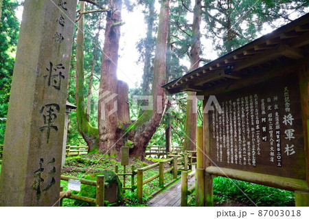 将軍杉（新潟県） 87003018