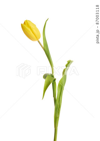Beautiful yellow tulip isolated on white background. Beautiful yellow tulip isolated on white background. 87003118