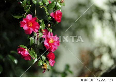 冬の風物詩 山茶花 冬の風物詩 山茶花 87003173