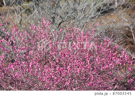 桃色の梅　丸岡公園 87003545