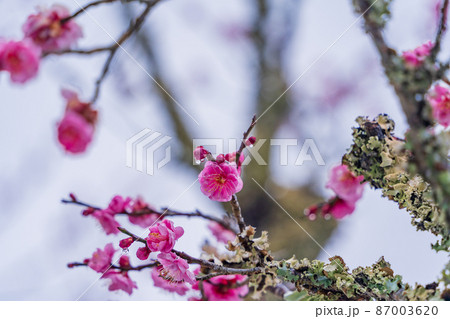 (静岡県)降雪した、修善寺梅林 紅梅 (静岡県)降雪した、修善寺梅林 紅梅 87003620