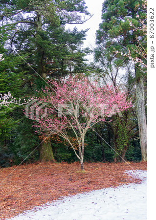 (静岡県)降雪した、修善寺梅林 紅梅 (静岡県)降雪した、修善寺梅林 紅梅 87003622