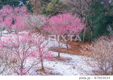（静岡県）降雪した、修善寺梅林　紅梅 87003634