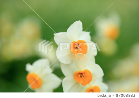 水仙の花 87003832