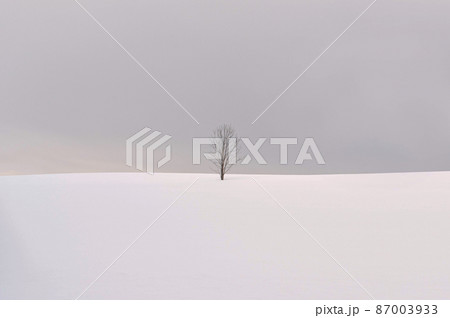 北海道・美瑛町 冬の雪原と一本の木 87003933