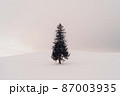 北海道・美瑛町 冬の雪原とクリスマスツリーの木 87003935