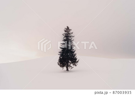 北海道・美瑛町 冬の雪原とクリスマスツリーの木 87003935