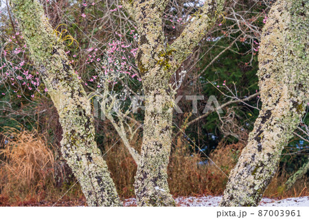 ウメノキゴケが生えた、紅梅の古木 ウメノキゴケが生えた、紅梅の古木 87003961