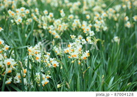 水仙の花 87004128