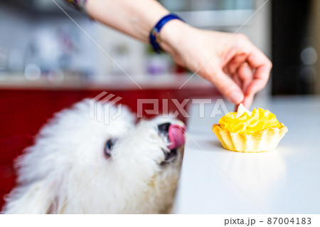 white dog trying to eat yellow pancake with cream from the table copyspace 87004183