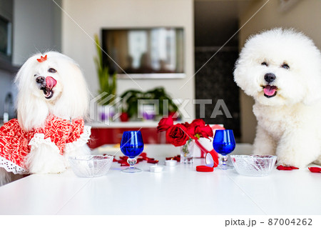 Cute two funny white dogs are sitting at served dining table indoors getting date Cute two funny white dogs are sitting at served dining table indoors getting date 87004262