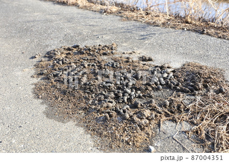 田んぼの中の道路に積もる、タヌキの溜め糞 87004351
