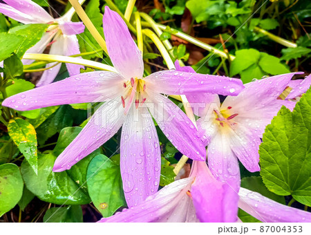 雨の日の鮮やかな花 雨の日の鮮やかな花 87004353