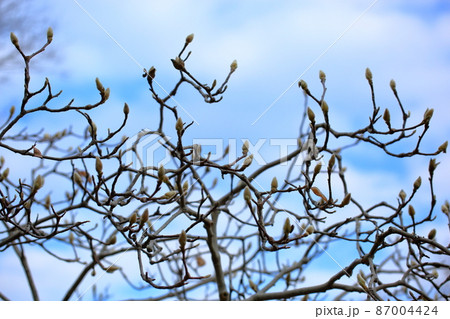 ハクモクレンの芽 ハクモクレンの芽 87004424