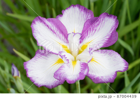 ハナショウブの花 ハナショウブの花 87004439