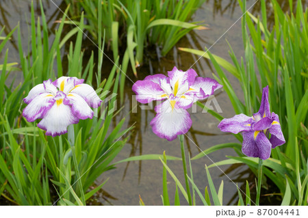 ハナショウブの花 ハナショウブの花 87004441