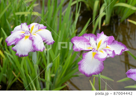 ハナショウブの花 87004442