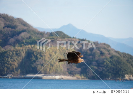 空高く雲の上を飛ぶように見えるトンビ〈トビ）の集団 87004515