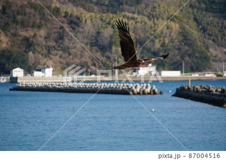 空高く雲の上を飛ぶように見えるトンビ〈トビ）の集団 87004516