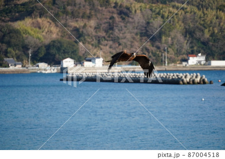 空高く雲の上を飛ぶように見えるトンビ〈トビ）の集団 87004518