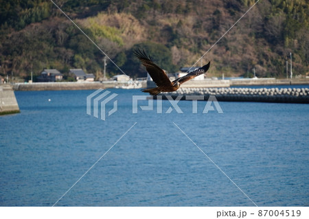 空高く雲の上を飛ぶように見えるトンビ〈トビ）の集団 87004519