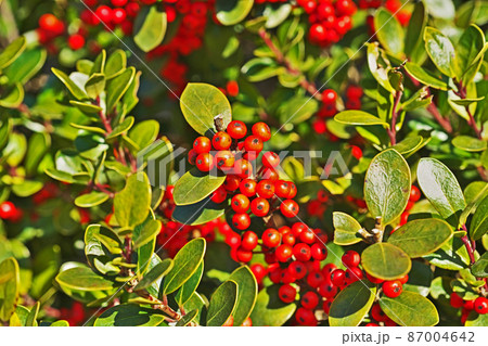 赤いアマミヒイラギモチの実 87004642
