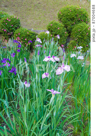 岡崎市 東公園の花菖蒲園 岡崎市 東公園の花菖蒲園 87004688