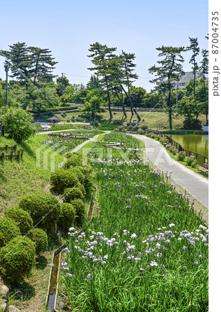 岡崎市　東公園の花菖蒲園 87004735
